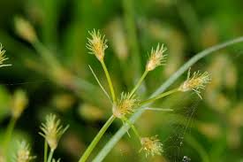 Image result for Fimbristylis squarrosa