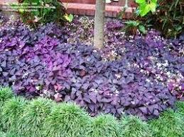 .titles like how to kill weeds naturally, 15 homemade organic weed killers, 13 best homemade weed killers, 9 natural ways to kill weeds. i can't stand the weeding in my vegetable garden! Oxalis The Most Evil Weed Of Succulent And Cactus Cultivation Dave S Garden