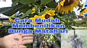 Sejak zaman dahulu, manfaat bunga matahari, terutama bijinya, telah digunakan sebagai jenis makanan penambah tenaga. Cara Menanam Bunga Matahari Youtube