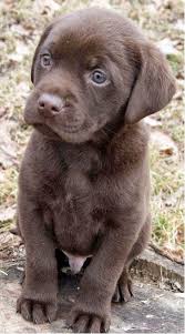 Cute Puppy And Dog 5 Dog Breeds That Are Easy To Train Lab Puppy Cute Animals Cute Dogs