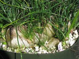 Image result for Albuca sp. no. 1