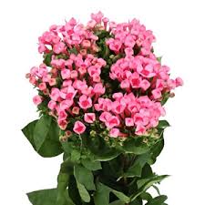 Image result for Bouvardia