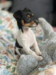 Our New Pup Tilda Jack Russell Album On Imgur