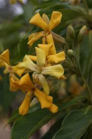 Hymenosporum Flavum Pittosporaceae Native Frangipani 1011 04 Ravenshoe Rainforest Plants Plants Native Plants