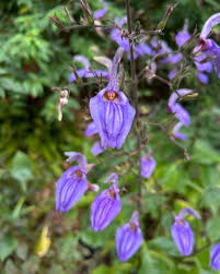 Image result for Brillantaisia pubescens