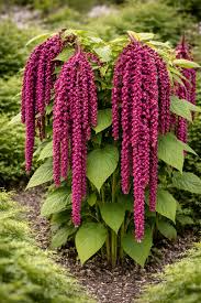 Image result for Amaranthus