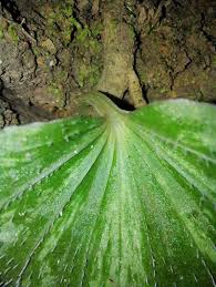 Image result for Nervilia sp.no.4