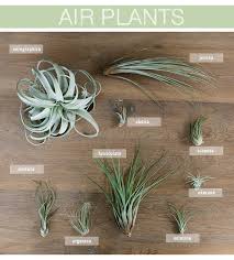 Air plants ( tillandsia spp.) are epiphytes, meaning that in nature they grow on other plants, usually on tree branches. Air Plants Care And Styling Warm Hot Chocolate Air Plants Care Plants Plant Display Ideas