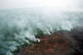 Indonesia Forest Fires In 2015 Released Most Carbon Since 1997 Scientists Se Asia News Top Stories The Straits Times