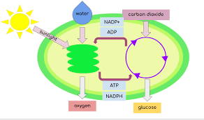 Calvin Cycle Dark Reaction Expii