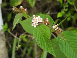 Image result for Melochia