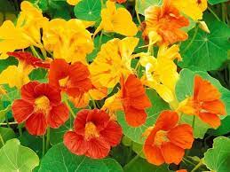Nasturtium Seeds Tropaeolum Majus Jewel Mix Edible Flowers Organically Grown 1 Packet 25 Seeds Flower Seeds Winter Flowers Beautiful Flowers