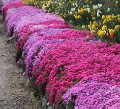 trottoir tapisse d une couche d oeillets roses fleuris et rampants plantes couvre sol couvre sol parterre de fleurs