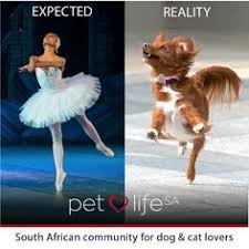 Image Result For Ballet Dog Memes Ballet Memes Dance Memes Dance Humor