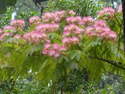Image result for Albizia zimmermannii