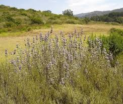 Image result for Salvia stenophylla