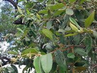 Image result for Ozoroa