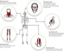 Their partner website has animated text narrations and quizzes to help you study the structures and functions of the anatomical systems. Overview Of The Human Body Hyper Model Integrating Multiple System Download Scientific Diagram
