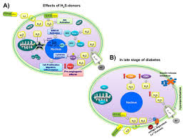 After inheriting these pieces, i continued my focus has remained with pieces that show classic camel artwork. Nutrients Free Full Text Natural Hydrogen Sulfide Donors From Allium Sp As A Nutraceutical Approach In Type 2 Diabetes Prevention And Therapy Html