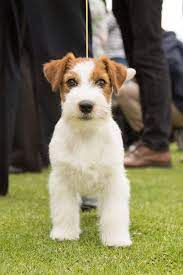 Photos de jack russell terrier. File Jack Russell Colombia Delosguanes Jpg Wikimedia Commons