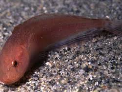 Image result for Liparis deistelii