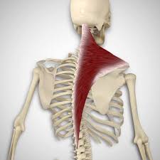 The upper trapezius is used to elevate the shoulder and rotate and tilt the neck. The Trapezius Muscle 3d Muscle Lab