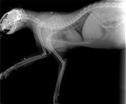 I just dont want to have to spend a fortune on an xray.especially if its for nothing. Cat X Ray Cost Will It Break The Bank Cats Are On Top