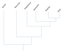 Tiger Shark Classification