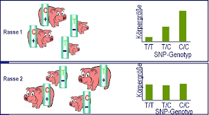 A single nucleotide polymorphism is a source variance in a genome. Lehre Agrar Und Umweltwissenschaftliche Fakultat Universitat Rostock