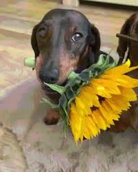 Dachshund Gifs Tenor
