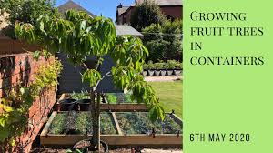 Choosing the right container most people choose to grow fruit trees in containers for easy mobility. Growing Fruit Trees In Containers Youtube