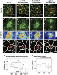 Image result for Monosis