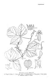 Image result for Rhynchosia viscosa