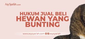 Karena di masyarakat banyak juga yang syariat islam melarang kita untuk membunuh kucing atau binatang lainnya yang tidak mengganggu. Hukum Jual Beli Hewan Yang Bunting Majalah Islam Asy Syariah