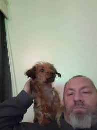 Little back story...we had previously owned an English Mastiff/ABT named  Samson. He was the best boyo in all the world. We had 14 wonderful years  with him. After he crossed the rainbow