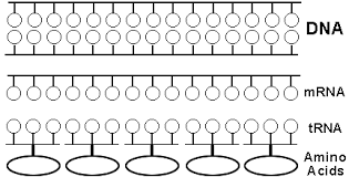 Transcription and translation worksheet answers key. 2