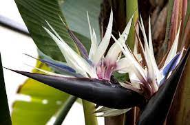 #bird of paradise #white bird of paradise #flowers #in bloom #summer #summer time #miami #southflorida #garden #garden center #garden blog white bird of paradise (strelitzia nicolai). Pin On Garden