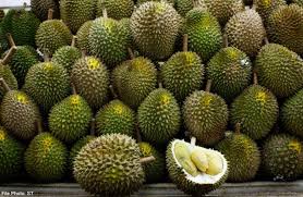 Inilah 7 jenis buah durian unggul paling populer dan rekomended untuk dibudidayakan di saat ini, durian montong menduduki peringkat teratas sebagai durian termahal di indonesia!. 10 Jenis Durian Indonesia Yang Populer