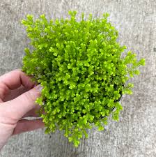 Image result for Selaginella kraussiana