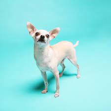Rescue bequem und günstig online bestellen. The Poetics Of Petfinder A Tale Of Accidental Adoption The New Yorker