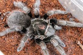Image result for Lopholaena sp.no.1