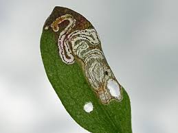 Image result for Enteucha acetosae