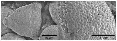 Image result for Pavetta stenosepala