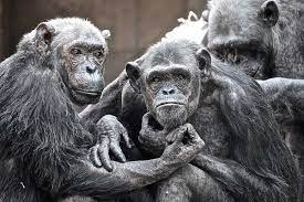 Despite Diverging A Million Years Ago Chimps And Bonobos Use A Very Similar Sign Language Suggesting The Meanings Of Their Gestures M Chimp Bonobos Great Ape
