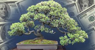 Why Steal A Rare Bonsai Tree Ok Whatever