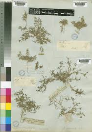 Image result for Hypertelis