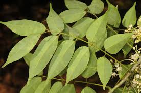 Image result for Rourea