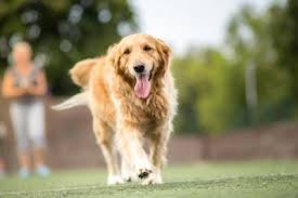 Beautiful, healthy golden retrievers farm bred and family raised in the forests of colorado. Dog Hiking Tips Vet In Parker Advanced Pet Care Of Parker