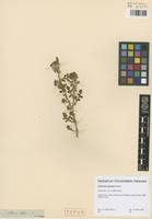 Image result for Solanum supinum