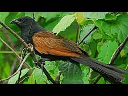 Namun bukan hanya kicauannya saja lho yang unik, masih banyak hal menarik lainnya dari burung endemik asli australia ini. Download Suara Burung Dudut Betina Download Suara Burung Dudut Betina Free Download Suara Tetap Kembali